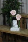 Minimalist Pink Anthurium Floral Arrangement with Gift Boxes
